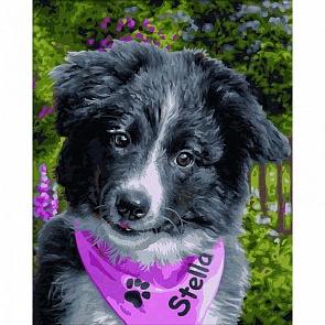 Картина для раскрашивания по номерам - Портрет Колли, размер 24 х 30 см. (Schipper, 9240793)